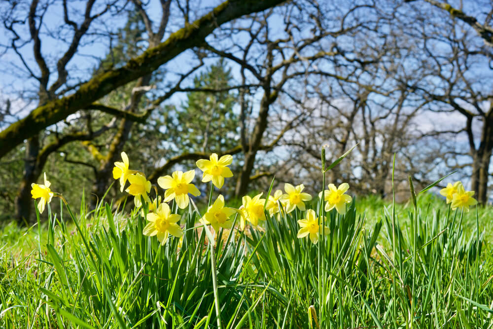 Spring in the UK